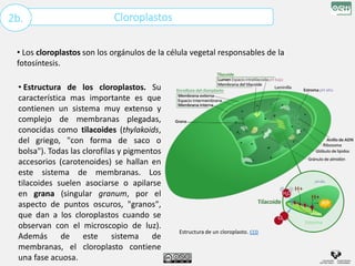 Cloroplastos
2b.
• Los cloroplastos son los orgánulos de la célula vegetal responsables de la
fotosíntesis.
• Estructura de los cloroplastos. Su
característica mas importante es que
contienen un sistema muy extenso y
complejo de membranas plegadas,
conocidas como tilacoides (thylakoids,
del griego, "con forma de saco o
bolsa"). Todas las clorofilas y pigmentos
accesorios (carotenoides) se hallan en
este sistema de membranas. Los
tilacoides suelen asociarse o apilarse
en grana (singular granum, por el
aspecto de puntos oscuros, "granos",
que dan a los cloroplastos cuando se
observan con el microscopio de luz).
Además de este sistema de
membranas, el cloroplasto contiene
una fase acuosa.
Estructura de un cloroplasto. CC0
 