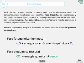 Cloroplastos
2b.
• Así, de una manera sencilla, podemos decir que el cloroplasto tiene dos
compartimentos: membranas con clorofilas (fase tilacoidal, de membranas y
saquitos) y otra fase líquida, externa al complejo de membranas de los tilacoides,
con enzimas (estroma o fase estromática, del griego "cama" o "manta, sobrecama o
cobertor, algo que rodea a otra cosa").
• Esto es importante, porque la fotosíntesis se puede entender como dos procesos
consecutivos:
Fase fotoquímica (luminosa)
H2O + energía solar  energía química + O2
Fase bioquímica (oscura)
CO2 + energía química  azúcar
 