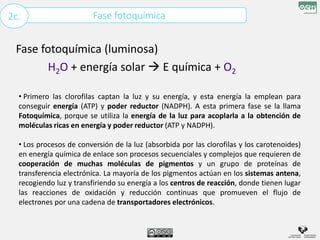 Fase fotoquímica
2c.
Fase fotoquímica (luminosa)
H2O + energía solar  E química + O2
• Primero las clorofilas captan la luz y su energía, y esta energía la emplean para
conseguir energía (ATP) y poder reductor (NADPH). A esta primera fase se la llama
Fotoquímica, porque se utiliza la energía de la luz para acoplarla a la obtención de
moléculas ricas en energía y poder reductor (ATP y NADPH).
• Los procesos de conversión de la luz (absorbida por las clorofilas y los carotenoides)
en energía química de enlace son procesos secuenciales y complejos que requieren de
cooperación de muchas moléculas de pigmentos y un grupo de proteínas de
transferencia electrónica. La mayoría de los pigmentos actúan en los sistemas antena,
recogiendo luz y transfiriendo su energía a los centros de reacción, donde tienen lugar
las reacciones de oxidación y reducción continuas que promueven el flujo de
electrones por una cadena de transportadores electrónicos.
 