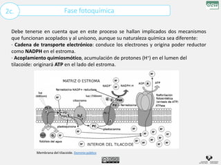 Fase fotoquímica
2c.
Debe tenerse en cuenta que en este proceso se hallan implicados dos mecanismos
que funcionan acoplados y al unísono, aunque su naturaleza química sea diferente:
· Cadena de transporte electrónico: conduce los electrones y origina poder reductor
como NADPH en el estroma.
· Acoplamiento quimiosmótico, acumulación de protones (H+) en el lumen del
tilacoide: originará ATP en el lado del estroma.
Membrana del tilacoide. Dominio público
 