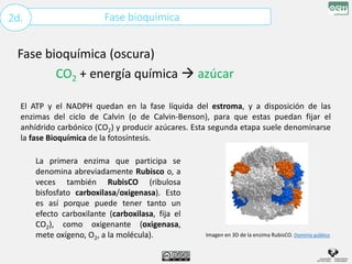 Fase bioquímica
2d.
Fase bioquímica (oscura)
CO2 + energía química  azúcar
El ATP y el NADPH quedan en la fase líquida del estroma, y a disposición de las
enzimas del ciclo de Calvin (o de Calvin-Benson), para que estas puedan fijar el
anhídrido carbónico (CO2) y producir azúcares. Esta segunda etapa suele denominarse
la fase Bioquímica de la fotosíntesis.
La primera enzima que participa se
denomina abreviadamente Rubisco o, a
veces también RubisCO (ribulosa
bisfosfato carboxilasa/oxigenasa). Esto
es así porque puede tener tanto un
efecto carboxilante (carboxilasa, fija el
CO2), como oxigenante (oxigenasa,
mete oxígeno, O2, a la molécula). Imagen en 3D de la enzima RubisCO. Dominio público
 