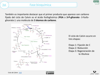 Fase bioquímica
2d.
También es importante destacar que el primer producto que aparece con carbono
fijado del ciclo de Calvin es el ácido fosfoglicérico (PGA o 3-P-glicerato -3-fosfo-
glicerato-): una molécula de 3 átomos de carbono.
Ciclo de Calvin. CCO
El ciclo de Calvin ocurre en
tres etapas:
Etapa 1: Fijación de C
Etapa 2: Reducción
Etapa 3: Regeneración de
la ribulosa
 
