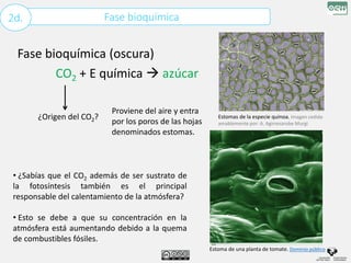 Fase bioquímica
2d.
Fase bioquímica (oscura)
CO2 + E química  azúcar
¿Origen del CO2?
Proviene del aire y entra
por los poros de las hojas
denominados estomas.
Estomas de la especie quinoa. Imagen cedida
amablemente por: A. Agirresarobe Murgi
Estoma de una planta de tomate. Dominio público
• ¿Sabías que el CO2 además de ser sustrato de
la fotosíntesis también es el principal
responsable del calentamiento de la atmósfera?
• Esto se debe a que su concentración en la
atmósfera está aumentando debido a la quema
de combustibles fósiles.
 