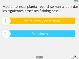 Mediante esta planta record se van a abordar
los siguientes procesos fisiológicos:
Crecimiento y desarrollo
1.
Fotosíntesis
2.
 
