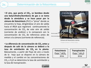 Determinación de la fotosíntesis
2e.
• El aire, que porta el CO2, se bombea desde
una bala/cilindro/bombona de gas o se toma
desde la atmósfera y se hace pasar por la
cámara de fotosíntesis (PLC) o “pinza” donde se
encuentra la hoja, dirigiéndose el aire de salida
hacia el IRGA que registrará continuamente la
concentración de CO2 de este aire de salida
(corriente de análisis) y lo comparará con la
concentración de CO2 de referencia antes de
entrar a la cámara (corriente de referencia).
Imagen propia: U. Pérez López
Cámara de
fotosíntesis
Aire de salida
Aire de entrada
• La diferencia de concentración de CO2 antes y
después de salir de la cámara se deberá a la
tasa de asimilación de CO2 en la planta.
Básicamente, a partir del flujo de aire a través
de la hoja que se dispone en la cámara de
medida y el cambio en las concentraciones de
CO2 y H2O se determina la tasa de asimilación y
la tasa de transpiración.
Fotosíntesis
Flujo * ΔCO2
área
Transpiración
Flujo * ΔH2O
área
Cámara de fotosíntesis o pinza.
 