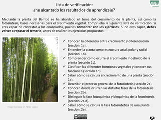 Lista de verificación:
¿he alcanzado los resultados de aprendizaje?
Mediante la planta del Bambú se ha abordado el tema del crecimiento de la planta, así como la
fotosíntesis, bases necesarias para el crecimiento vegetal. Comprueba la siguiente lista de verificación. Si
eres capaz de contestar a los enunciados, puedes comenzar con los ejercicios. Si no eres capaz, debes
volver a repasar el temario, antes de realizar los ejercicios propuestos:
 Conocer la diferencia entre crecimiento y diferenciación
(sección 1a).
 Entender la planta como estructura axial, polar y radial
(sección 1b).
 Comprender como ocurre el crecimiento indefinido de la
planta (sección 1c).
 Clasificar las diferentes hormonas vegetales y conocer sus
funciones (sección 1d).
 Saber cómo se calcula el crecimiento de una planta (sección
1e).
 Describir el proceso general de la fotosíntesis (sección 2a).
 Conocer donde ocurren las distintas fases de la fotosíntesis
(sección 2b).
 Distinguir la fase fotoquímica y bioquímica de la fotosíntesis
(sección 2c-d).
 Saber cómo se calcula la tasa fotosintética de una planta
(sección 2e).
Imagen propia: U. Pérez López
 
