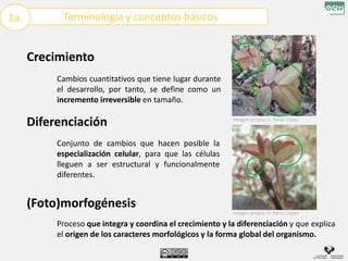 Terminología y conceptos básicos
1a.
Crecimiento
Diferenciación
(Foto)morfogénesis
Cambios cuantitativos que tiene lugar durante
el desarrollo, por tanto, se define como un
incremento irreversible en tamaño.
Conjunto de cambios que hacen posible la
especialización celular, para que las células
lleguen a ser estructural y funcionalmente
diferentes.
Proceso que integra y coordina el crecimiento y la diferenciación y que explica
el origen de los caracteres morfológicos y la forma global del organismo.
Imagen propia: U. Pérez López
Imagen propia: U. Pérez López
 