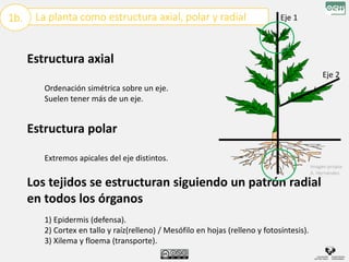 La planta como estructura axial, polar y radial
1b.
Estructura axial
Ordenación simétrica sobre un eje.
Suelen tener más de un eje.
Estructura polar
Extremos apicales del eje distintos.
Los tejidos se estructuran siguiendo un patrón radial
en todos los órganos
1) Epidermis (defensa).
2) Cortex en tallo y raíz(relleno) / Mesófilo en hojas (relleno y fotosíntesis).
3) Xilema y floema (transporte).
Imagen propia:
A. Hernández
Eje 1
Eje 2
 