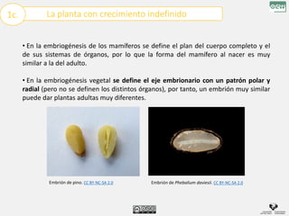 La planta con crecimiento indefinido
1c.
• En la embriogénesis de los mamíferos se define el plan del cuerpo completo y el
de sus sistemas de órganos, por lo que la forma del mamífero al nacer es muy
similar a la del adulto.
• En la embriogénesis vegetal se define el eje embrionario con un patrón polar y
radial (pero no se definen los distintos órganos), por tanto, un embrión muy similar
puede dar plantas adultas muy diferentes.
Embrión de Phebalium daviesii. CC BY-NC-SA 2.0
Embrión de pino. CC BY-NC-SA 2.0
 