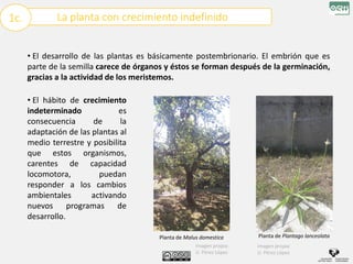 La planta con crecimiento indefinido
1c.
• El desarrollo de las plantas es básicamente postembrionario. El embrión que es
parte de la semilla carece de órganos y éstos se forman después de la germinación,
gracias a la actividad de los meristemos.
Planta de Plantago lanceolata
Planta de Malus domestica
Imagen propia:
U. Pérez López
• El hábito de crecimiento
indeterminado es
consecuencia de la
adaptación de las plantas al
medio terrestre y posibilita
que estos organismos,
carentes de capacidad
locomotora, puedan
responder a los cambios
ambientales activando
nuevos programas de
desarrollo.
Imagen propia:
U. Pérez López
 
