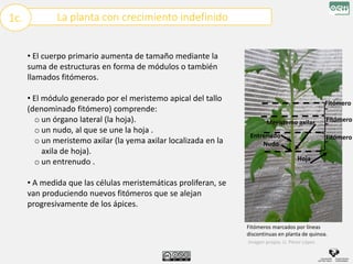 La planta con crecimiento indefinido
1c.
• El cuerpo primario aumenta de tamaño mediante la
suma de estructuras en forma de módulos o también
llamados fitómeros.
• El módulo generado por el meristemo apical del tallo
(denominado fitómero) comprende:
o un órgano lateral (la hoja).
o un nudo, al que se une la hoja .
o un meristemo axilar (la yema axilar localizada en la
axila de hoja).
o un entrenudo .
• A medida que las células meristemáticas proliferan, se
van produciendo nuevos fitómeros que se alejan
progresivamente de los ápices.
Hoja
Meristemo axilar
Entrenudo
Nudo
Imagen propia: U. Pérez López
Fitómeros marcados por líneas
discontinuas en planta de quinoa.
Fitómero
Fitómero
Fitómero
 