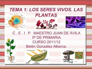 TEMA 1: LOS SERES VIVOS. LAS PLANTAS C . E . I . P . MAESTRO JUAN DE ÁVILA 5º DE PRIMARIA CURSO 2011/12 Belén González Alberca. 