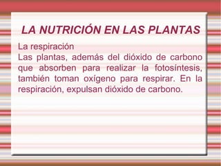 LA NUTRICIÓN EN LAS PLANTAS La respiración Las plantas, además del dióxido de carbono que absorben para realizar la fotosíntesis, también toman oxígeno para respirar. En la respiración, expulsan dióxido de carbono. 