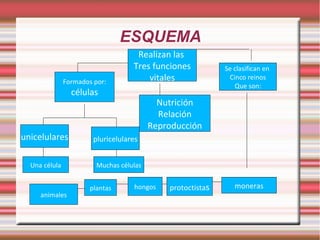 ESQUEMA Realizan las  Tres funciones vitales Nutrición Relación Reproducción Formados por: células unicelulares pluricelulares Una célula Muchas células Se clasifican en  Cinco reinos Que son: moneras protoctista s hongos plantas animales 