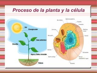 Proceso de la planta y la célula 