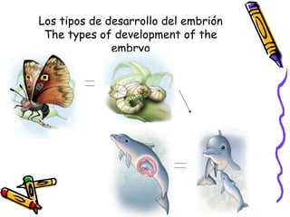 Los tipos de desarrollo del embrión
 The types of development of the
              embryo
 