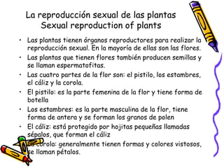 La reproducción sexual de las plantas
      Sexual reproduction of plants
• Las plantas tienen órganos reproductores para realizar la
  reproducción sexual. En la mayoría de ellas son las flores.
• Las plantas que tienen flores también producen semillas y
  se llaman espermatofitas.
• Las cuatro partes de la flor son: el pistilo, los estambres,
  el cáliz y la corola.
• El pistilo: es la parte femenina de la flor y tiene forma de
  botella
• Los estambres: es la parte masculina de la flor, tiene
  forma de antera y se forman los granos de polen
• El cáliz: está protegido por hojitas pequeñas llamadas
  sépalos, que forman el cáliz
• La corola: generalmente tienen formas y colores vistosos,
  se llaman pétalos.
 