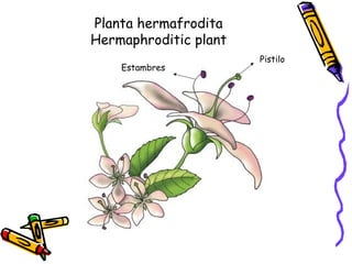 Planta hermafrodita
Hermaphroditic plant
                       Pistilo
    Estambres
 