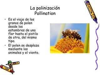 La polinización
                   Pollination
• Es el viaje de los
  granos de polen
  desde los
  estambres de una
  flor hasta el pistilo
  de otra, del mismo
  tipo.
• El polen se desplaza
  mediante los
  animales y el viento.
 