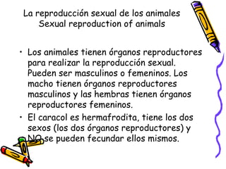 La reproducción sexual de los animales
    Sexual reproduction of animals


• Los animales tienen órganos reproductores
  para realizar la reproducción sexual.
  Pueden ser masculinos o femeninos. Los
  macho tienen órganos reproductores
  masculinos y las hembras tienen órganos
  reproductores femeninos.
• El caracol es hermafrodita, tiene los dos
  sexos (los dos órganos reproductores) y
  NO se pueden fecundar ellos mismos.
 