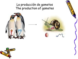 La producción de gametos
The production of gametes
 