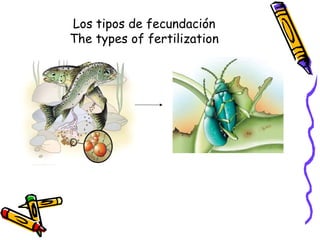 Los tipos de fecundación
The types of fertilization
 