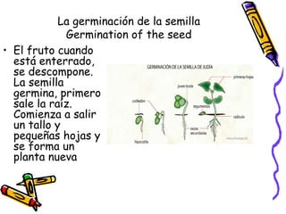 La germinación de la semilla
             Germination of the seed
• El fruto cuando
  está enterrado,
  se descompone.
  La semilla
  germina, primero
  sale la raíz.
  Comienza a salir
  un tallo y
  pequeñas hojas y
  se forma un
  planta nueva
 