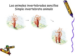 Los animales invertebrados sencillos
    Simple invertebrate animals
 