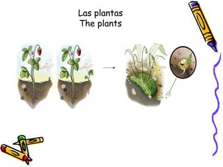 Las plantas
The plants
 