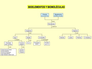BIOELEMENTOS Y BIOMOLÉCULAS Lípidos Glúcidos A. Nucleicos Proteínas como Orgánicas Oligoelementos (Ca, Na, K, I, Fe, etc) ...