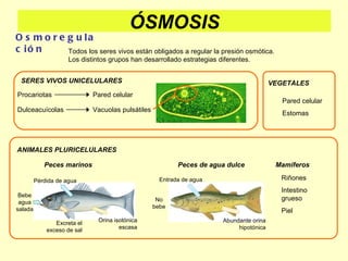 Osmoregulación Todos los seres vivos están obligados a regular la presión osmótica. Los distintos grupos han desarrollado ...