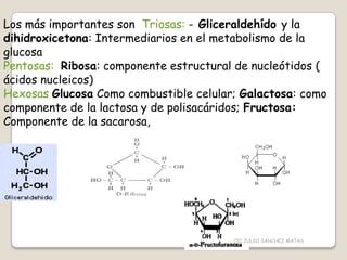 Los más importantes son Triosas: - Gliceraldehído y la
dihidroxicetona: Intermediarios en el metabolismo de la
glucosa
Pentosas: Ribosa: componente estructural de nucleótidos (
ácidos nucleicos)
Hexosas Glucosa Como combustible celular; Galactosa: como
componente de la lactosa y de polisacáridos; Fructosa:
Componente de la sacarosa,
CIC JULIO SÁNCHEZ MATAS
 