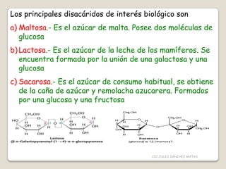 Los principales disacáridos de interés biológico son
a) Maltosa.- Es el azúcar de malta. Posee dos moléculas de
glucosa
b) Lactosa.- Es el azúcar de la leche de los mamíferos. Se
encuentra formada por la unión de una galactosa y una
glucosa
c) Sacarosa.- Es el azúcar de consumo habitual, se obtiene
de la caña de azúcar y remolacha azucarera. Formados
por una glucosa y una fructosa
CIC JULIO SÁNCHEZ MATAS
 