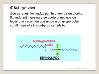 d) Esfingolípidos
Son ésteres formados por la unión de un alcohol
llamado esfingosina y un ácido graso que da
lugar a la ceramida que unida a un grupo polar
constituye el esfingolípido completo
CIC JULIO SÁNCHEZ MATAS
 