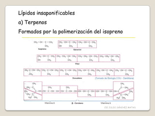 Lípidos insaponificables
a) Terpenos
Formados por la polimerización del isopreno
CIC JULIO SÁNCHEZ MATAS
 