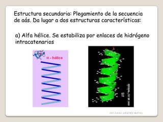 Estructura secundaria: Plegamiento de la secuencia
de aás. Da lugar a dos estructuras características:
a) Alfa hélice. Se estabiliza por enlaces de hidrógeno
intracatenarios
CIC JULIO SÁNCHEZ MATAS
 