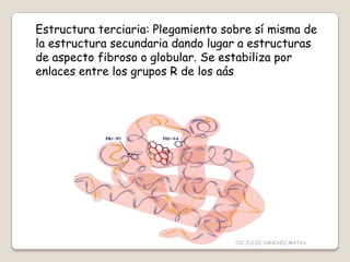 Estructura terciaria: Plegamiento sobre sí misma de
la estructura secundaria dando lugar a estructuras
de aspecto fibroso o globular. Se estabiliza por
enlaces entre los grupos R de los aás
CIC JULIO SÁNCHEZ MATAS
 