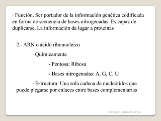 · Función. Ser portador de la información genética codificada
en forma de secuencia de bases nitrogenadas. Es capaz de
duplicarse. La información da lugar a proteínas
2.- ARN o ácido ribonucleico
· Químicamente
- Pentosa: Ribosa
- Bases nitrogenadas: A, G, C, U
· Estructura: Una sola cadena de nucleótidos que
puede plegarse por enlaces entre bases complementarias
CIC JULIO SÁNCHEZ MATAS
 