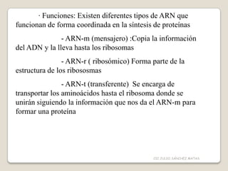 · Funciones: Existen diferentes tipos de ARN que
funcionan de forma coordinada en la síntesis de proteínas
- ARN-m (mensajero) :Copia la información
del ADN y la lleva hasta los ribosomas
- ARN-r ( ribosómico) Forma parte de la
estructura de los ribososmas
- ARN-t (transferente) Se encarga de
transportar los aminoácidos hasta el ribosoma donde se
unirán siguiendo la información que nos da el ARN-m para
formar una proteína
CIC JULIO SÁNCHEZ MATAS
 