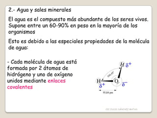 2.- Agua y sales minerales
El agua es el compuesto más abundante de los seres vivos.
Supone entre un 60-90% en peso en la mayoría de los
organismos
Esto es debido a las especiales propiedades de la molécula
de agua:
- Cada molécula de agua está
formada por 2 átomos de
hidrógeno y uno de oxígeno
unidos mediante enlaces
covalentes
CIC JULIO SÁNCHEZ MATAS
 