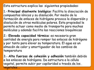 Esta estructura explica las siguientes propiedades:
1.- Principal disolvente biológico: Facilita la disociación de
compuestos iónicos y su disolución. Por medio de la
formación de enlaces de hidrógeno provoca la dispersión y
disolución de otras moléculas polares. Esta propiedad le
permite actuar como medio de transporte para muchas
moléculas y además facilita las reacciones bioquímicas
2.- Elevada capacidad térmica: es necesaria gran
cantidad de energía para romper los enlaces de hidrógeno
y por tanto para elevar su temperatura. El agua es un
almacén de calor y amortiguador de los cambios de
temperatura
3.- Alta fuerzas de cohesión y adhesión también debido
a los enlaces de hidrógeno. Da estructura a la célula
vegetal, permite subir por capilaridad a través de los
vegetales….
CIC JULIO SÁNCHEZ MATAS
 