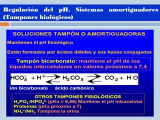 Regulación del pH. Sistemas amortiguadores
(Tampones biológicos)
Regulación del pH. Sistemas amortiguadores
(Tampones biol...
