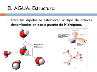 EL AGUA: Estructura
   Entre los dipolos se establecen un tipo de enlaces
    denominados enlace o puente de Hidrógeno.
 