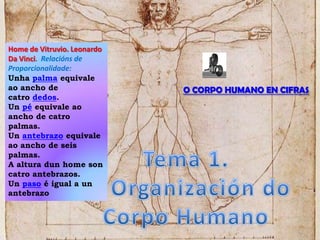 Home de Vitruvio. Leonardo Da Vinci.  Relacións de Proporcionalidade: Unha palma equivale aoancho de catro dedos. Un pé equivale aoancho de catro palmas. Un antebrazo equivale aoancho de seis palmas. A altura dun home son catro antebrazos. Un paso é igual a un antebrazo O CORPO HUMANO EN CIFRAS Tema 1.  A Organización do Corpo Humano 