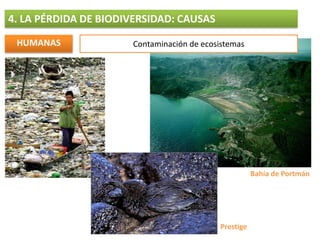 Destrucción de hábitats