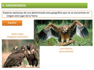 4. LA PÉRDIDA DE BIODIVERSIDAD: CAUSASHUMANASContaminación de ecosistemasBahía de PortmánPrestige