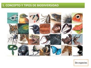 Diversidad de ecosistemas1. CONCEPTO Y TIPOS DE BIODIVERSIDADGenética