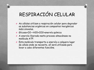 RESPIRACIÓN CELULAR
O As células utilizan a respiración celular para degradar
  as substancias orgánicas en compostos inorgánicos
  máis sinxelos.
O Glicosa+O2—H20+CO2+enerxía química
O A enerxía liberada neste proceso almacénase na
  molécula ATP.
O Esta molécula transporta a enerxía a calquera lugar
  da célula onde se necesite, alí será utilizada para
  levar a cabo diferentes funcións.
 