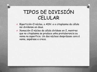 TIPOS DE DIVISIÓN
          CELULAR
O Bipartición-O núcleo, o ADN e o citoplasma da célula
  nai divídense en dous.
O Xemación-O núcleo da célula divídese en 2, mentres
  que no citoplasma se produce unha protuberancia ou
  xema na superficie. Un dos núcleos desprázase cara á
  xema, sepárase e crece.
 