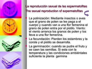 La reproducción sexual de las espermatofitas
The sexual reproduction of expermatofitas

   La polinización: Mediante insectos o aves
    que el grano de polen se les pega a el
    cuerpo y cuando van a una flor femenina el
    grano de polen entra por el pistilo. Viento:
    el viento arranca los granos de polen y los
    lleva a una flor femenina.
   La fecundación: Pierden los estambres y la
    corola y el pistilo se desarrolla.
   La germinación: cuando se pudre el fruto y
    se caen las semillas. Si esta con la
    temperatura y las condiciones ambiéntales
    suficiente la planta germina
 